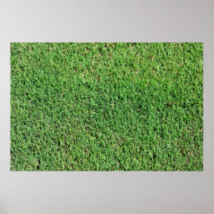 Poster Grama Verde Vibrante