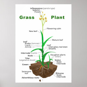 Póster Graminóides Grass Diagrama Vegetal
