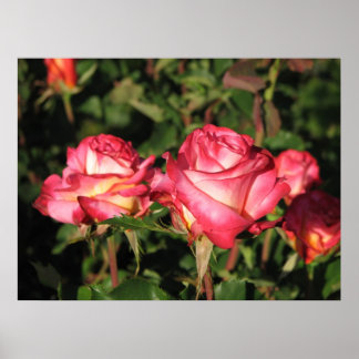 Poster Granada Hybrid Tea Rosa 045