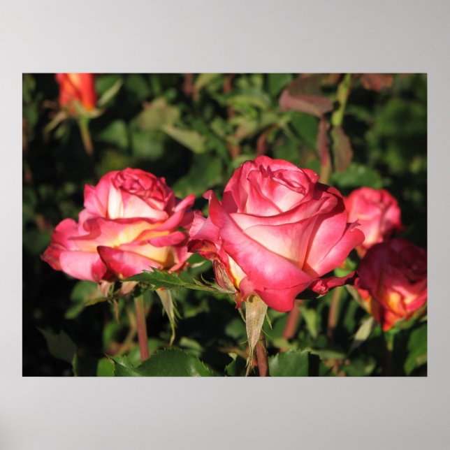 Poster Granada Hybrid Tea Rosa 045 (Frente)