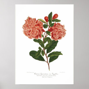Póster Granatum do Punica
