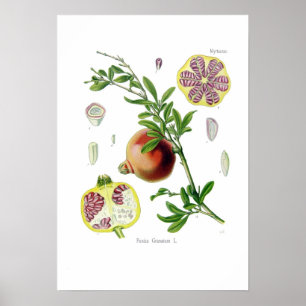 Póster Granatum do Punica (romã)