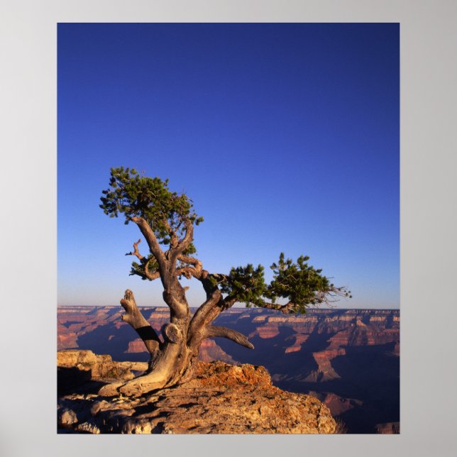 Póster Grand Canyon, Arizona, EUA (Frente)