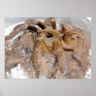 Póster Grande aranha do babuíno do chifre