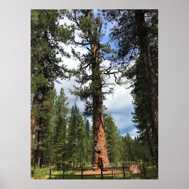 Poster Grande Árvore Vermelha, La Pine, OU (Frente)