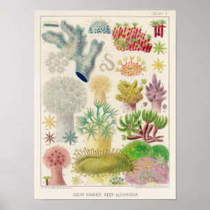 Poster Grande Barreira de Coral da Austrália Alcyonaria v