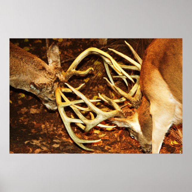Póster Grande Batalha de Bucks (Frente)