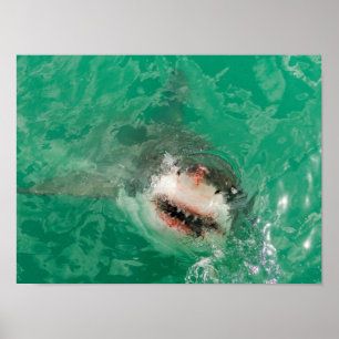 Poster Grande branco Shark1