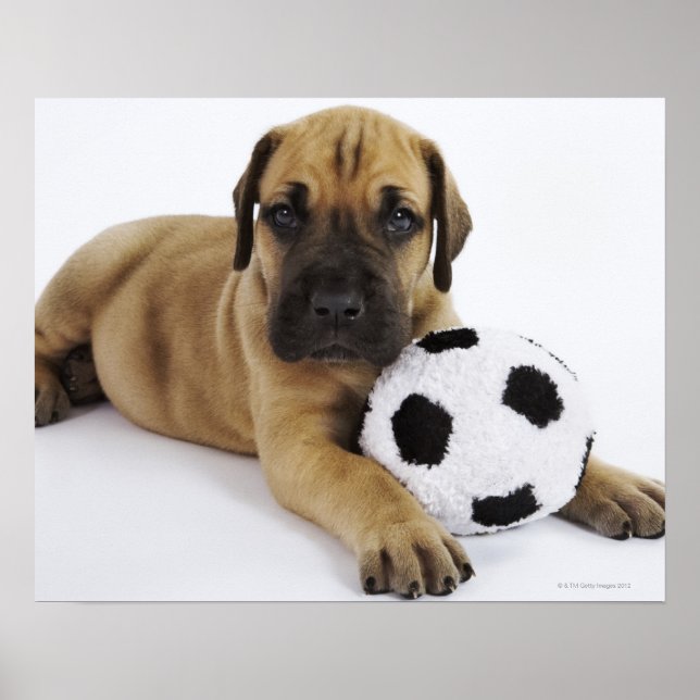 Poster Grande cachorrinho de Dane com bola de futebol de  (Frente)