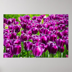 Poster Grande campo de tulipas roxas