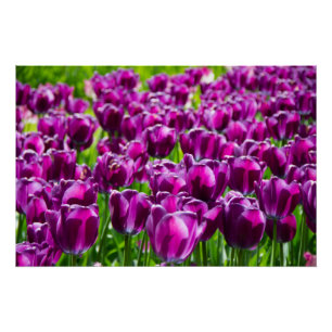 Póster Grande campo de tulipas roxas poster