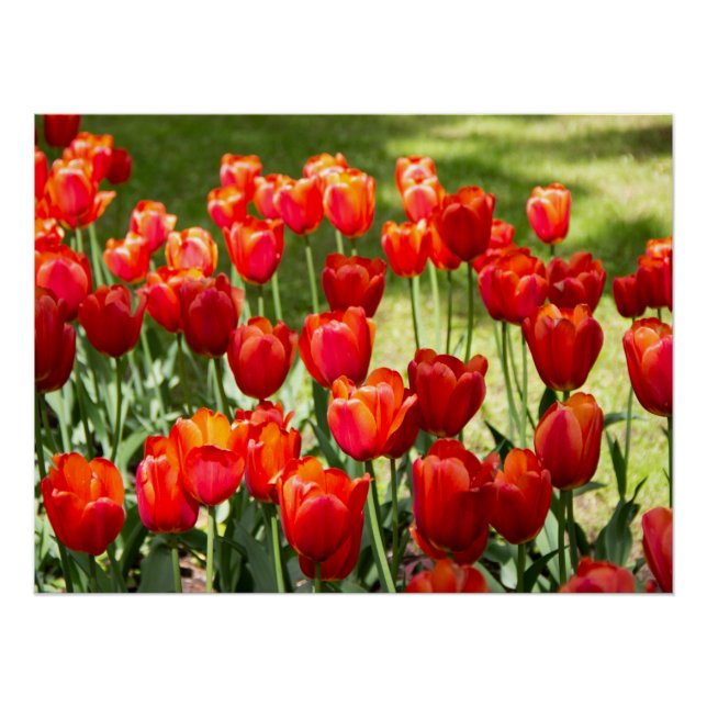 Póster Grande campo de tulipas vermelhas  (Frente)