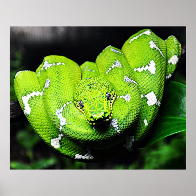 Póster Grande canvas verde-cobra (Frente)