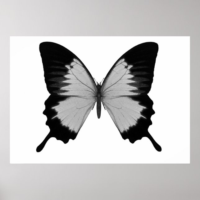 Póster Grande Cinza e borboleta preta (Frente)