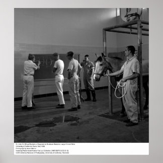 Póster Grande clínica animal, UC Davis, 1966