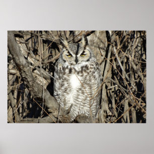 Poster Grande coruja B51 Horned
