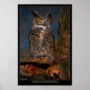 Póster Grande coruja Horned