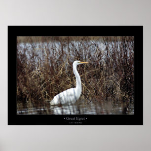 Póster Grande Egret