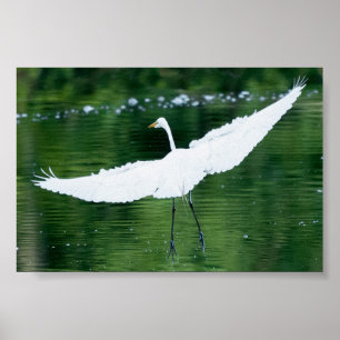 Póster Grande Egret branco