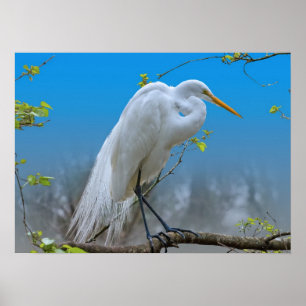 Póster Grande Egret em uma árvore