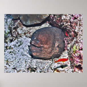 Poster Grande Enguia Feia