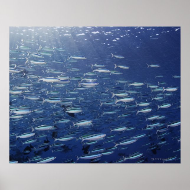 Poster Grande escola de fusilientes de bluestreak (Frente)