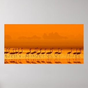 Poster Grande Flamingo (Phoenicopterus roseu) andando