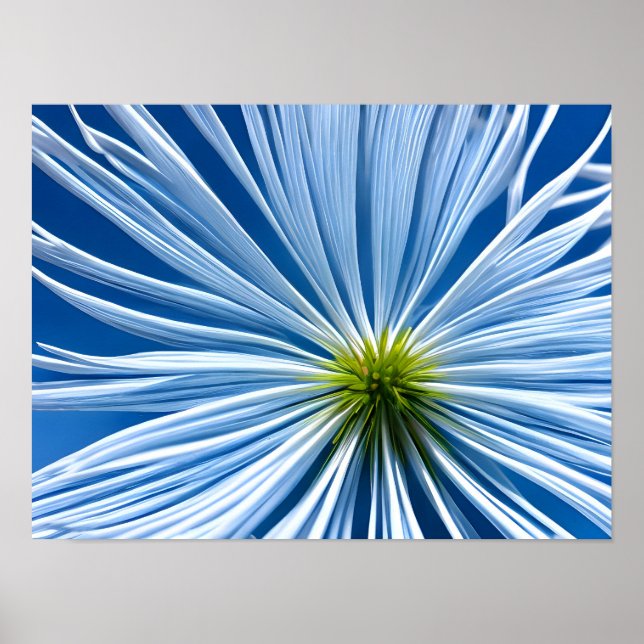 Poster grande flor branca com céu azul (Frente)