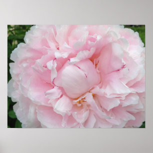 Póster Grande flor cor-de-rosa da peônia