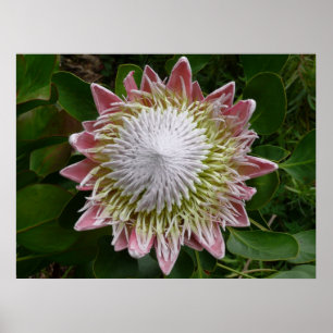 Poster Grande Flor Rosa e Branca Foto da Natureza