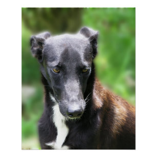 Póster Grande Foto de Cachorro Whippet Preto