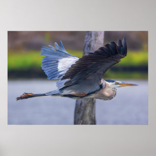 Poster Grande Garça Azul em Voo Impresso   Arte de Aves d