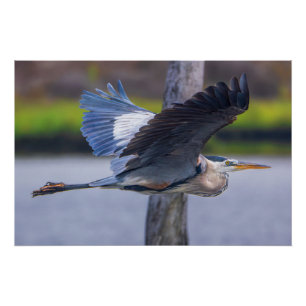 Póster Grande Garça Azul Voo Arte de Parede Vida Selvag
