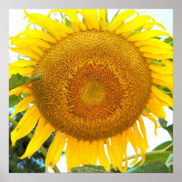 Poster Grande Girassol Floral Amarelo