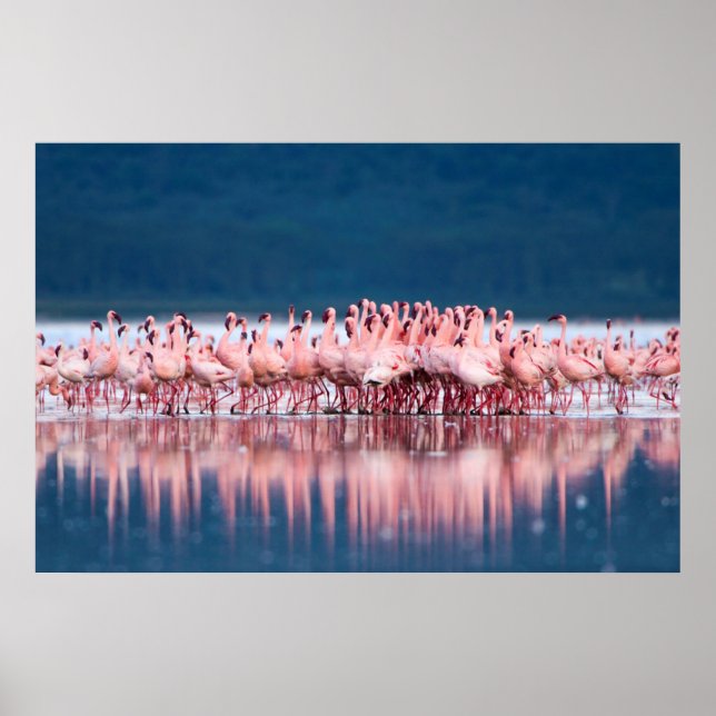 Póster Grande Grupo de Flamingos Menores (Frente)