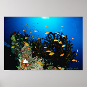 Póster Grande grupo de natação dos peixes de Goldie do