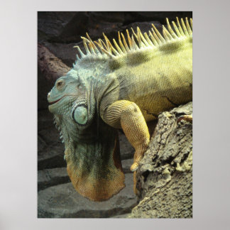 Póster Grande Iguana sp.