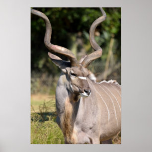Póster Grande Kudu