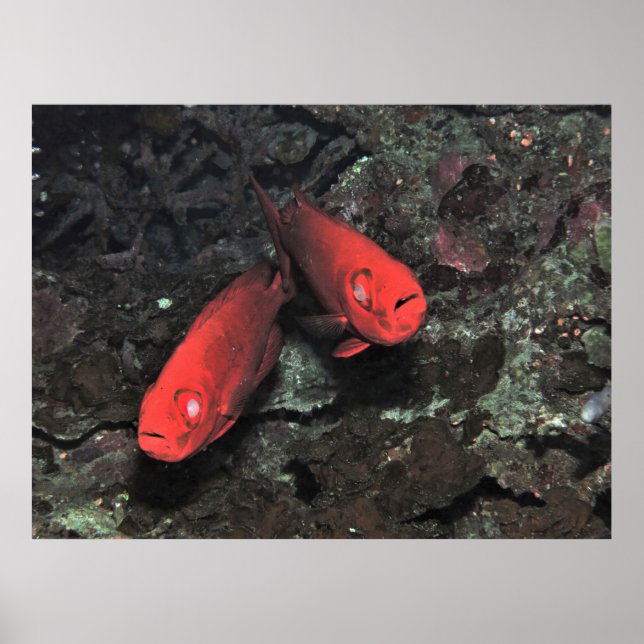 Poster Grande Par de Olhos-de-Olo (Frente)