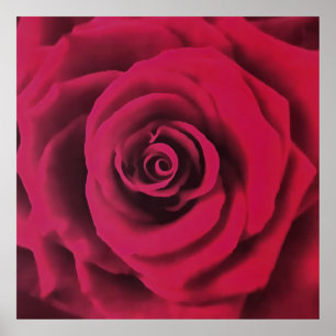 Poster Grande Rosa vermelha