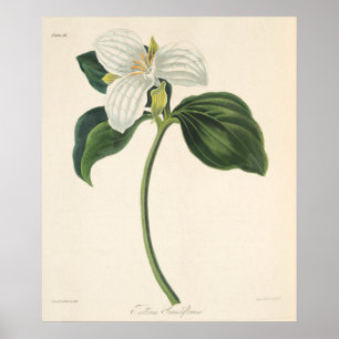 Póster Grande Trillium florescido