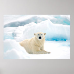 Poster Grande varrão adulto do urso polar no gelo do