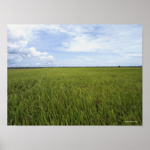 Poster grandes campos de arroz abertos
