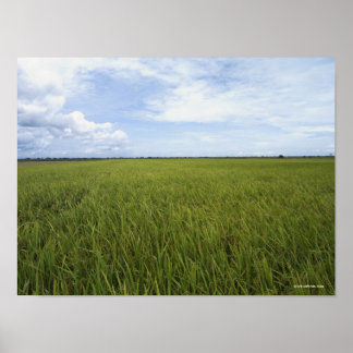 Poster grandes campos de arroz abertos