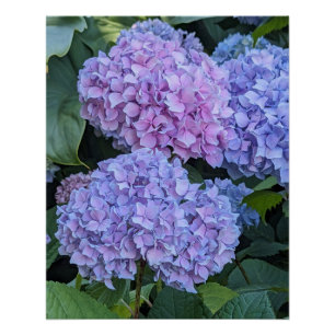 Póster Grandes e Lindos Botões de Hortênsia Floral