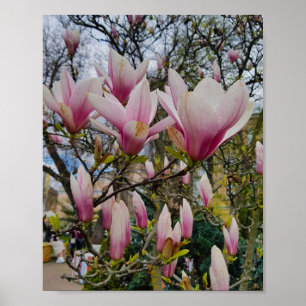Poster Grandes flores de magnólia rosa. Primavera florir