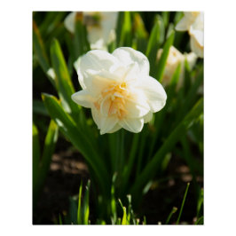 Póster Grandes narcisos brancos em um dia de primavera