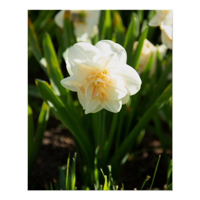 Póster Grandes narcisos brancos em um dia de primavera (Frente)