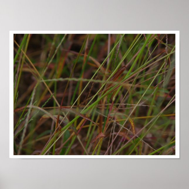 Póster Grãos (Frente)