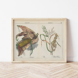 Poster Grãos   Charlotte Mary Yonge